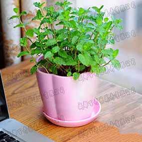 成都植物租赁