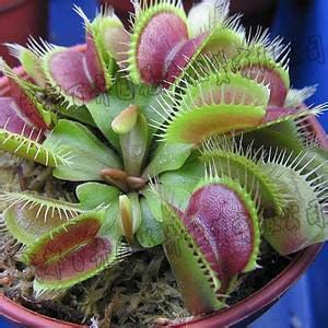 成都植物租赁