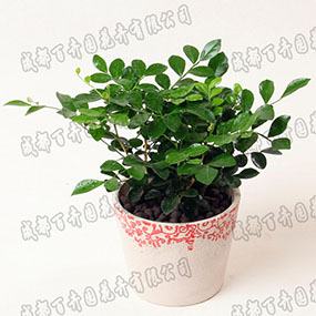 成都租植物