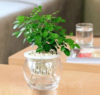 成都植物租摆 成都植物租摆