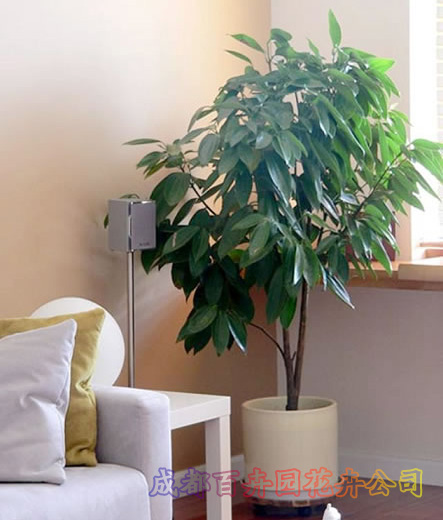 平安树在成都植物租赁中有着重要的角色 平安树在成都植物租赁中有着重要的角色