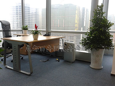 成都植物租赁 成都植物租赁,成都办公室植物租摆