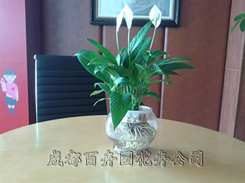 成都花卉租赁