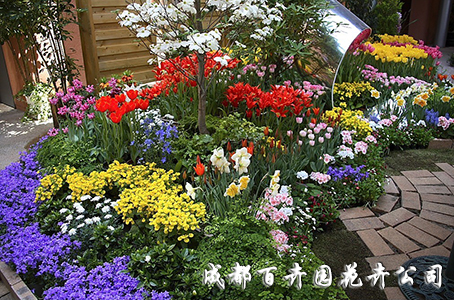 成都花卉租赁_运气跟室内花卉有关 成都花卉租赁_运气跟室内花卉有关