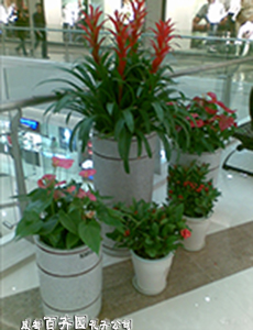成都植物租赁公司 成都植物租赁公司