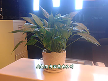 成都植物租赁,花卉租摆,盆栽出租,办公室绿植租摆 成都植物租赁,花卉租摆,盆栽出租,办公室绿植租摆