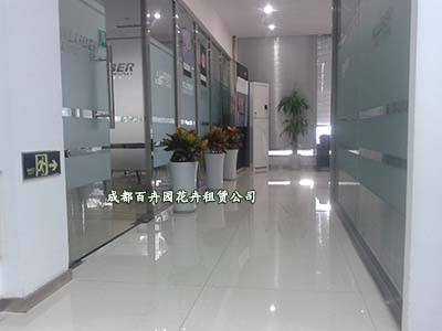 绿植租赁_成都绿植租赁_成都绿植租赁公司 绿植租赁_成都绿植租赁_成都绿植租赁公司