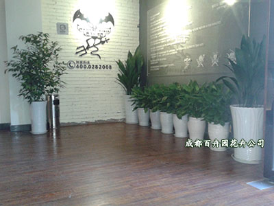 成都花卉租赁 成都花卉租赁