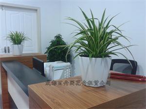 成都植物租赁