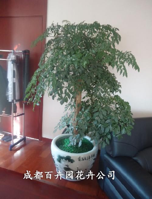 成都植物租赁 成都植物租赁