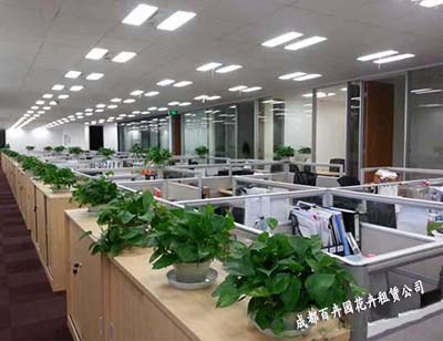 成都花卉租赁公司 成都花卉租赁公司提供花卉租摆方案