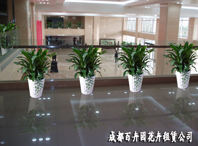成都植物租赁
