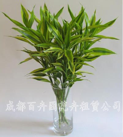 成都植物租摆