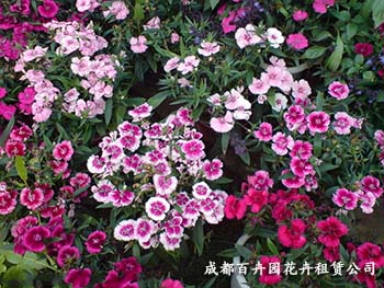 成都花卉租摆公司 成都花卉租摆公司