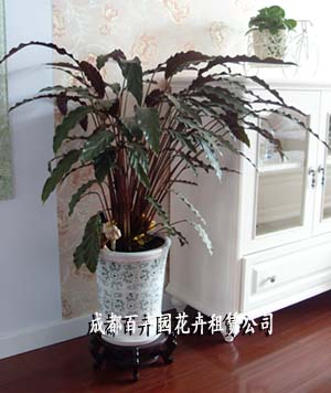 成都绿植租赁公司 成都绿植租赁公司