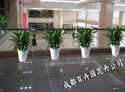 成都植物租赁公司 成都植物租赁公司