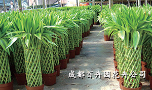 成都植物出租公司 成都植物出租公司