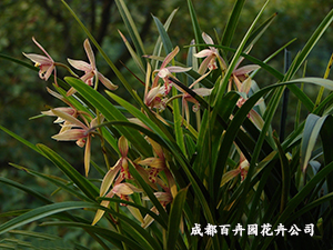成都植物出租公司 成都植物出租公司