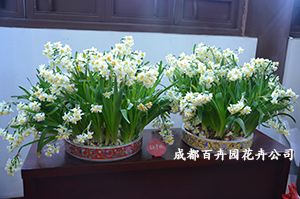 成都植物出租公司 成都植物出租公司