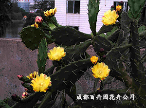 成都植物出租公司 成都植物出租公司