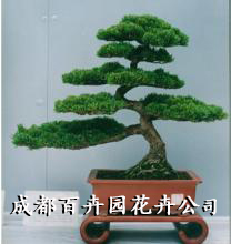 成都植物出租公司 成都植物出租公司