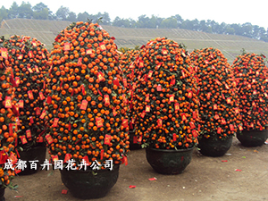 成都植物出租公司 成都植物出租公司