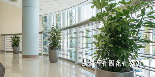 成都盆栽植物租摆公司 成都盆栽植物租摆公司
