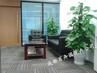 成都盆栽植物出租公司 成都盆栽植物出租公司