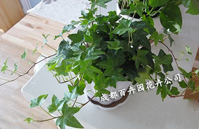 成都租花公司