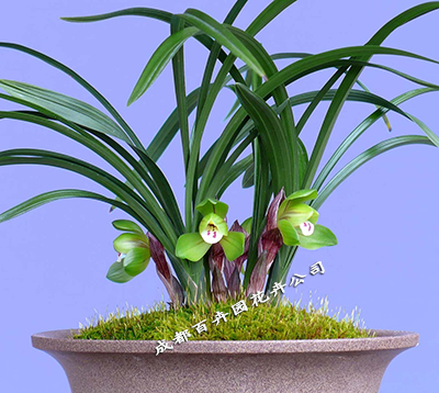 成都租花公司 成都租花公司