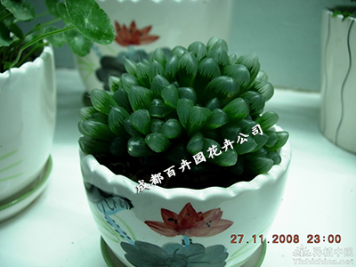 成都植物租赁公司 成都植物租赁公司