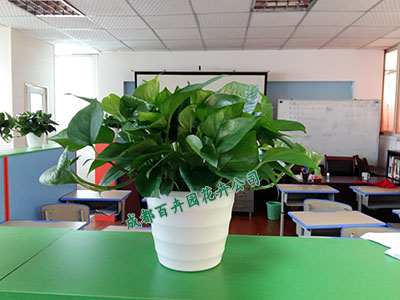 成都租花公司