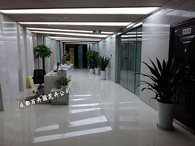 成都绿植租赁公司 成都绿植租赁公司
