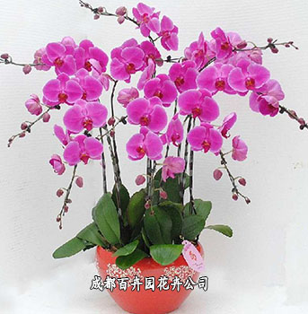 办公室盆栽植物租摆 办公室盆栽植物租摆