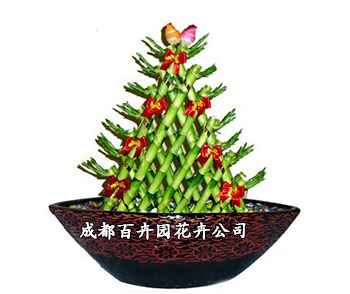 办公室盆栽植物租摆 办公室盆栽植物租摆