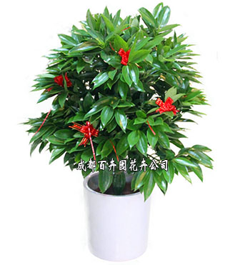 办公室盆栽植物租赁 办公室盆栽植物租赁