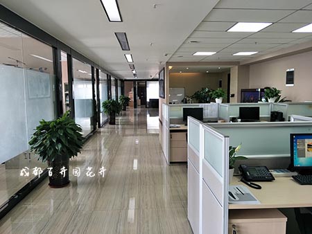 办公室绿植租赁价格对比及注意事项 办公室绿植租赁价格对比及注意事项
