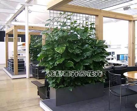 成都高新区绿植租赁报价怎样计算才合理 成都高新区绿植租赁报价怎样计算才合理