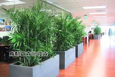 影响成都武侯区植物租摆公司报价的因素有哪些 影响成都武侯区植物租摆公司报价的因素有哪些