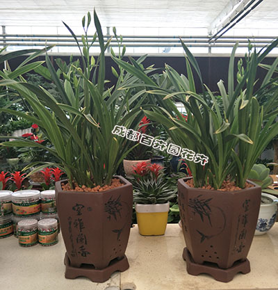 成都办公室植物租摆 成都办公室植物租摆