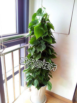 成都植物租赁 成都植物租赁