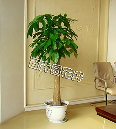 成都植物出租 成都植物出租