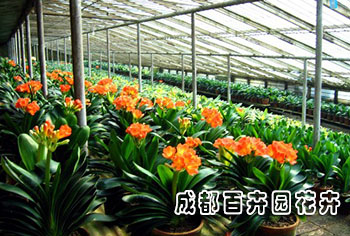 成都花卉租赁
