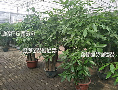 成都植物租摆 成都植物租摆