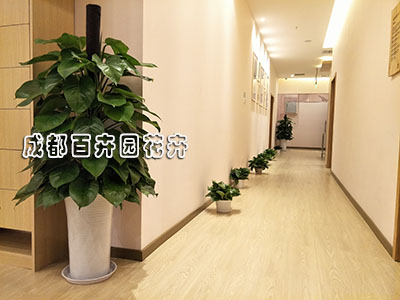 盆栽植物租赁中绿萝的日常养殖方法及注意要点(图) 盆栽植物租赁中绿萝的日常养殖方法及注意要点