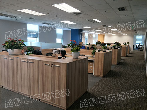 成都办公室植物租摆 成都办公室植物租摆