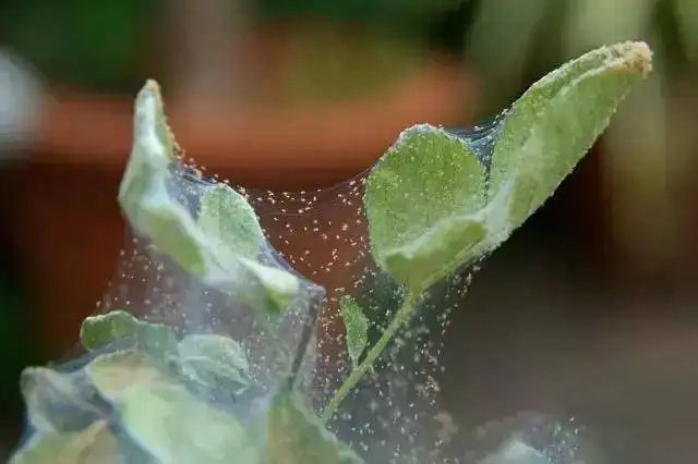 成都绿植租赁:红蜘蛛对办公室绿植的危害？