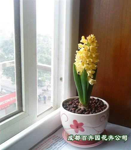 成都盆栽花卉租赁(风信子) 成都盆栽花卉租赁(风信子)