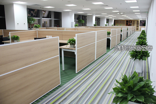 某公司办公区盆栽植物租赁案例设计方案 某公司办公区盆栽植物租赁案例设计方案