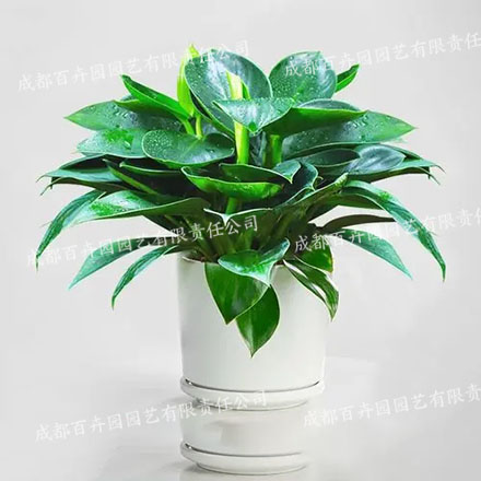 成都植物租赁品种金钻 成都植物租赁品种金钻